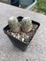 Preview: Turbinicarpus valdezianus
